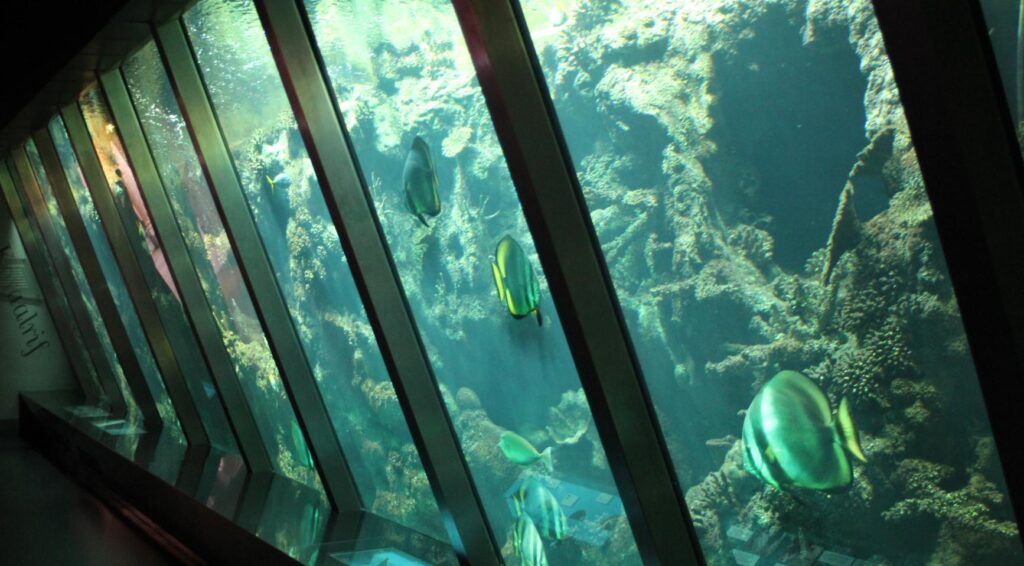Artis Aquarium heropent zaterdag na vijf jaar renovaties