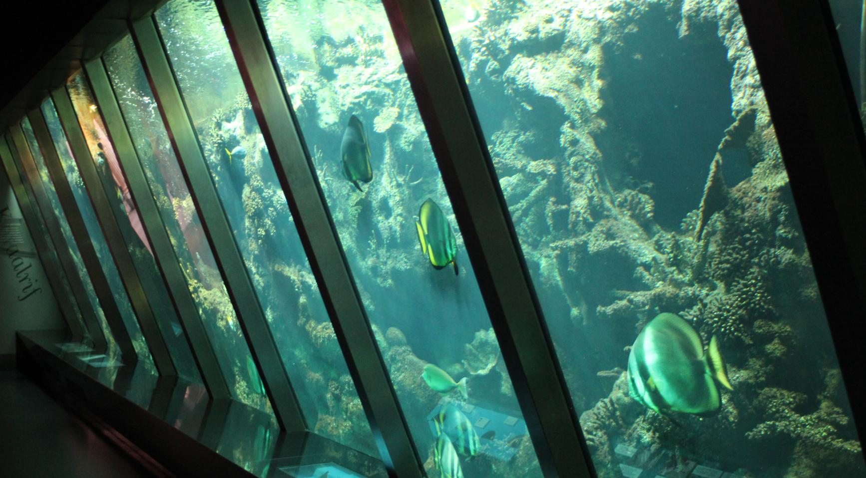Artis Aquarium heropent zaterdag na vijf jaar renovaties