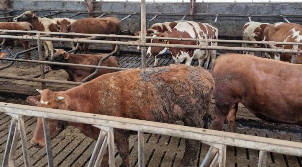 Groep vraagt om verbod op stallen boven mestputten na dierenleed