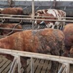 Groep vraagt om verbod op stallen boven mestputten na dierenleed