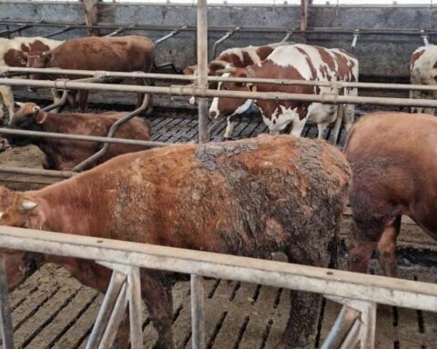 Groep vraagt om verbod op stallen boven mestputten na dierenleed