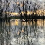Herstel biodiversiteit in Nederlands zoetwater stagneert en keert terug naar achteruitgang