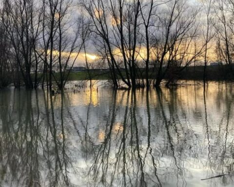 Herstel biodiversiteit in Nederlands zoetwater stagneert en keert terug naar achteruitgang
