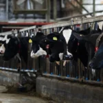 Kabinet bereikt akkoord over uitgebreid stikstofplan, presentatie volgt vandaag