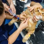 Kabinet neemt geen maatregelen tegen hoge dierenartsprijzen, staatssecretaris Erkens belooft wetgeving