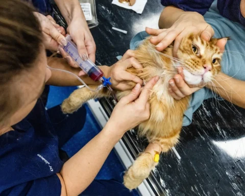 Kabinet neemt geen maatregelen tegen hoge dierenartsprijzen, staatssecretaris Erkens belooft wetgeving