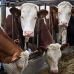 Kabinet presenteert vergaande stikstofmaatregelen, inclusief kilometerzones rond natuurgebieden