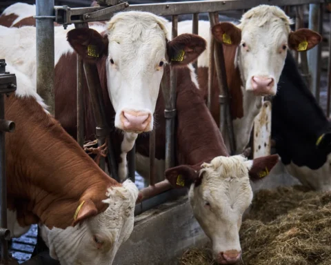 Kabinet presenteert vergaande stikstofmaatregelen, inclusief kilometerzones rond natuurgebieden