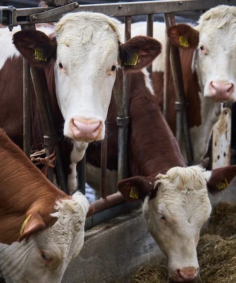 Kabinet presenteert vergaande stikstofmaatregelen, inclusief kilometerzones rond natuurgebieden