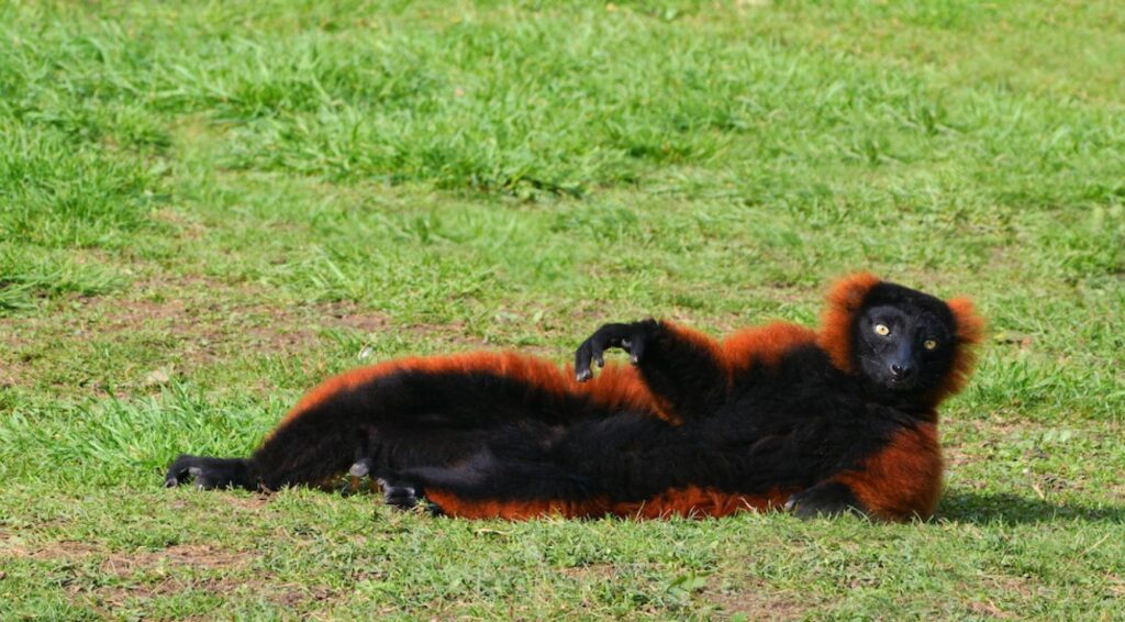 Lemur ontsnapt uit Artis Zoo en steekt meerdere straten en tramrails over in Amsterdam
