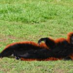 Lemur ontsnapt uit Artis Zoo en steekt meerdere straten en tramrails over in Amsterdam