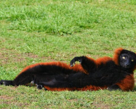 Lemur ontsnapt uit Artis Zoo en steekt meerdere straten en tramrails over in Amsterdam