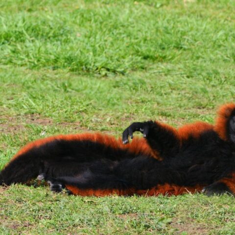 Lemur ontsnapt uit Artis Zoo en steekt meerdere straten en tramrails over in Amsterdam
