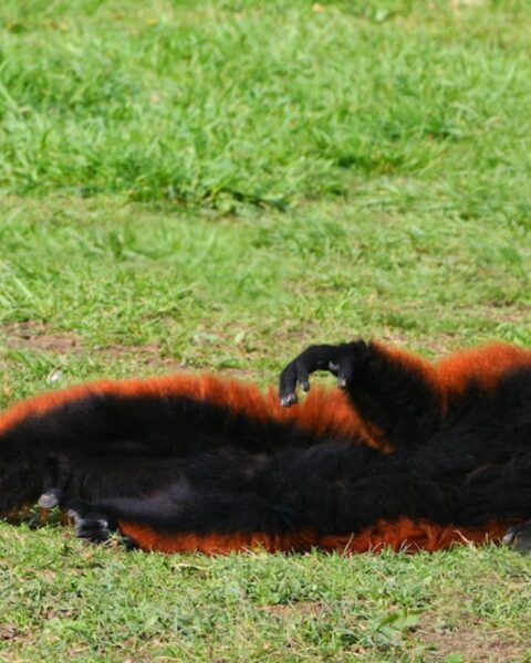 Lemur ontsnapt uit Artis Zoo en steekt meerdere straten en tramrails over in Amsterdam