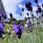 Nationaal hitteplan van kracht vanaf donderdag vanwege stijgende temperaturen in Nederland