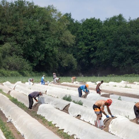 Nederlandse overheid neemt strengere maatregelen tegen werkgevers die migrantarbeiders te laag betalen