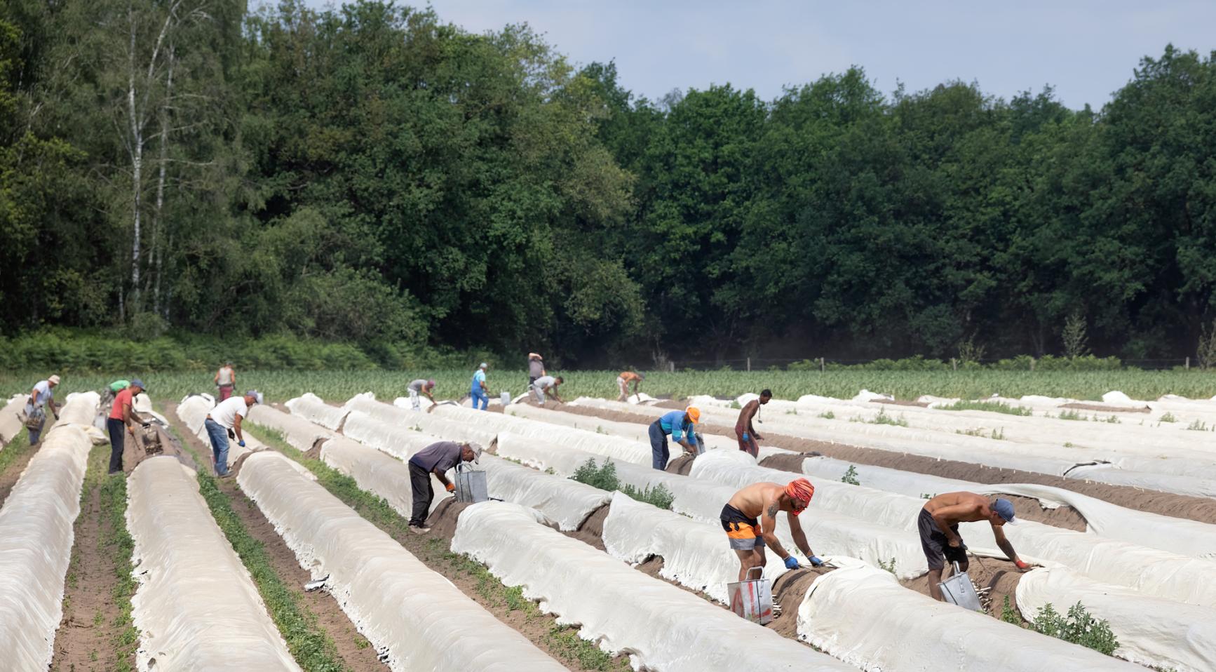 Nederlandse overheid neemt strengere maatregelen tegen werkgevers die migrantarbeiders te laag betalen