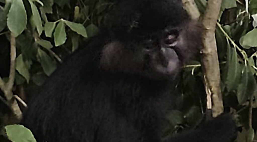 Apenkooi in Beekse Bergen: ontsnapte mangabey na maand teruggevangen