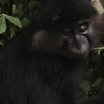 Apenkooi in Beekse Bergen: ontsnapte mangabey na maand teruggevangen