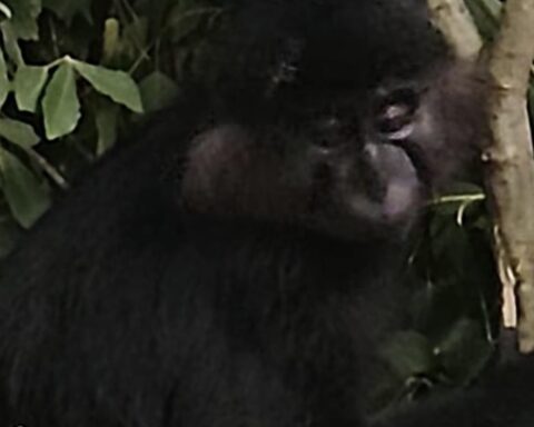 Apenkooi in Beekse Bergen: ontsnapte mangabey na maand teruggevangen
