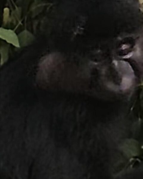 Apenkooi in Beekse Bergen: ontsnapte mangabey na maand teruggevangen