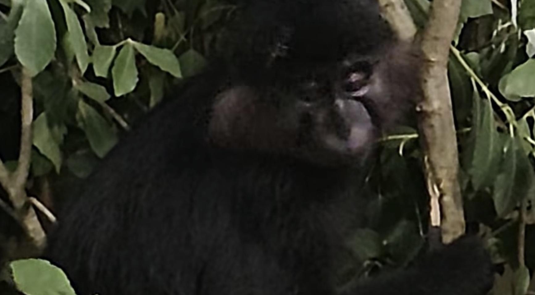 Apenkooi in Beekse Bergen: ontsnapte mangabey na maand teruggevangen