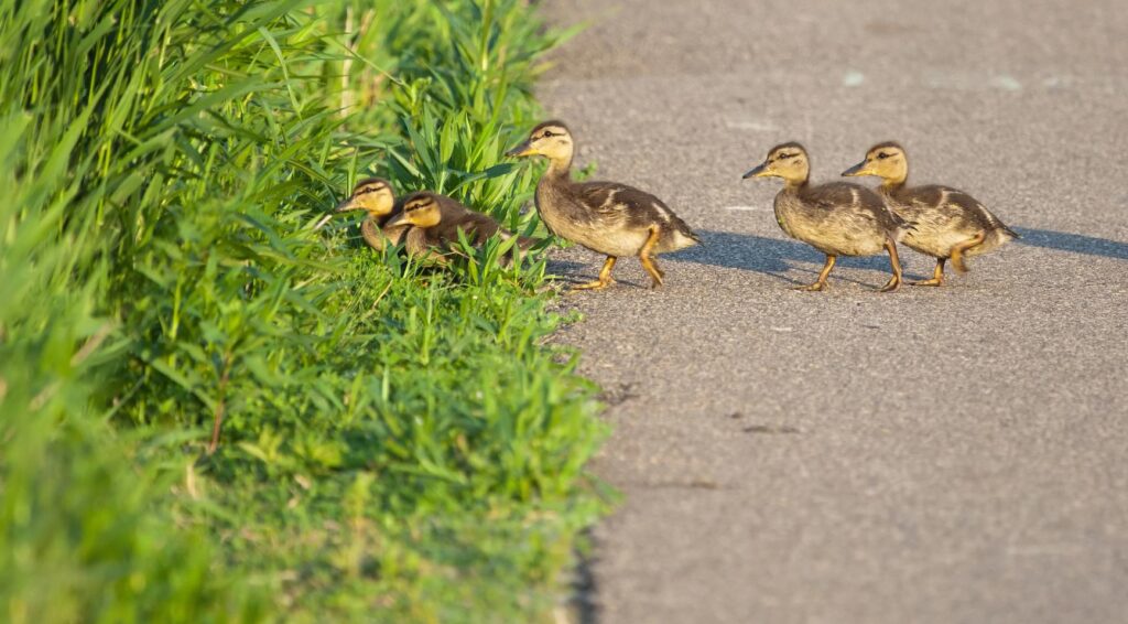 Bewoners van Reeuwijk schilderen zebrapad voor eendjes die dagelijks de weg oversteken