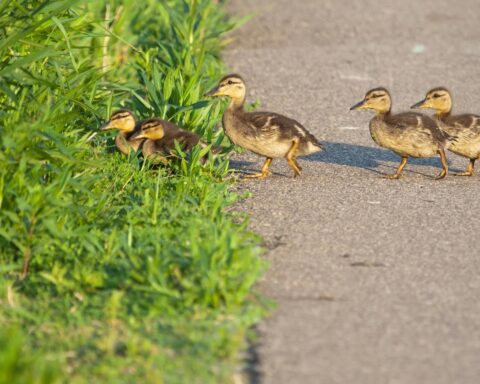 Bewoners van Reeuwijk schilderen zebrapad voor eendjes die dagelijks de weg oversteken