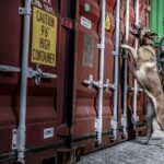 Douane onderschept 106 miljoen illegale sigaretten; smokkel van tabak als inkomstenmodel voor criminelen