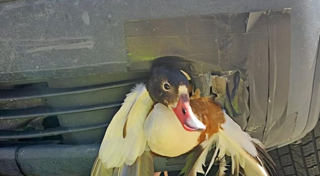 Eend gered na botsing en 30 minuten vast in motorkap nabij Den Helder