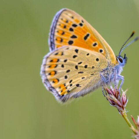 Gemiddeld tien vlinders per tuin in Nederland, behoudsproblemen blijven aanhouden