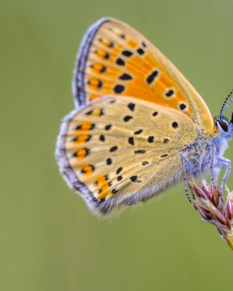 Gemiddeld tien vlinders per tuin in Nederland, behoudsproblemen blijven aanhouden