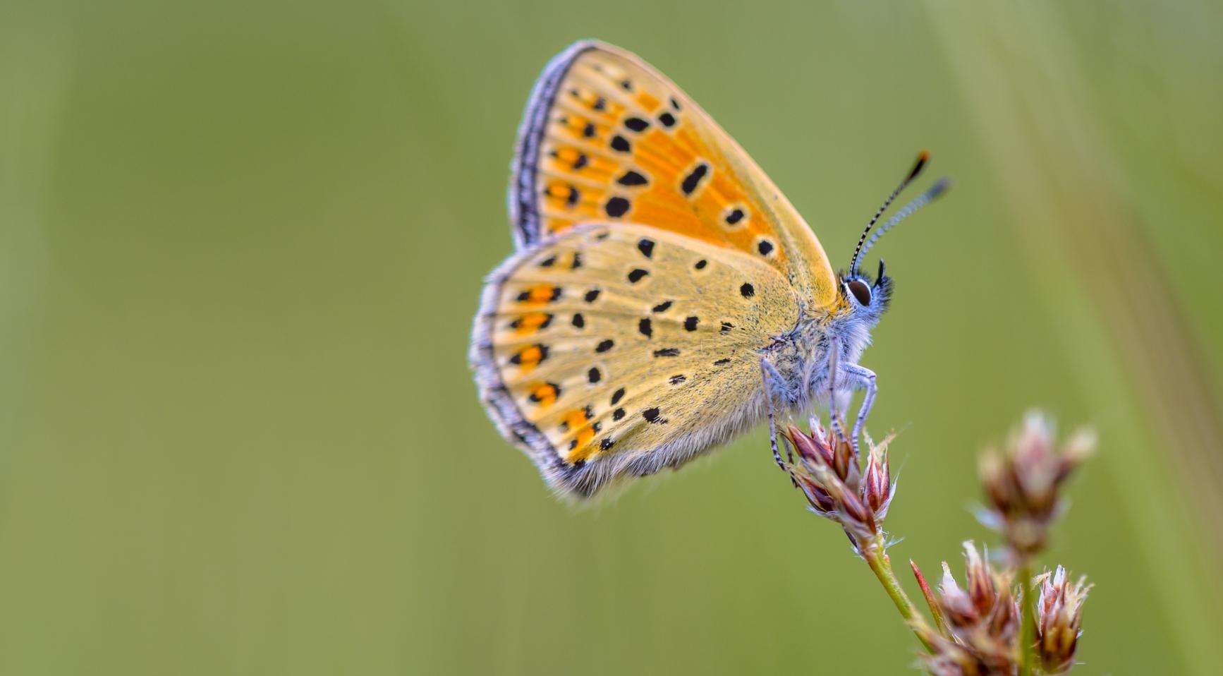 Gemiddeld tien vlinders per tuin in Nederland, behoudsproblemen blijven aanhouden