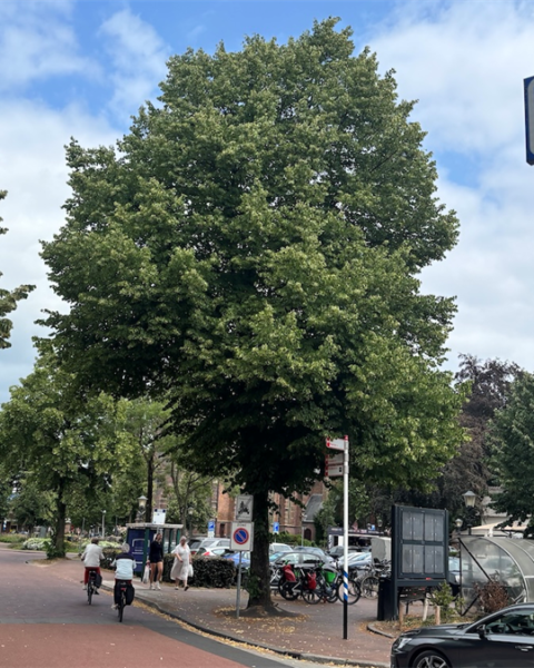 Herziene geschiedenis van de Kalverstraat: van marktstraat naar winkelbestemming in Amsterdam