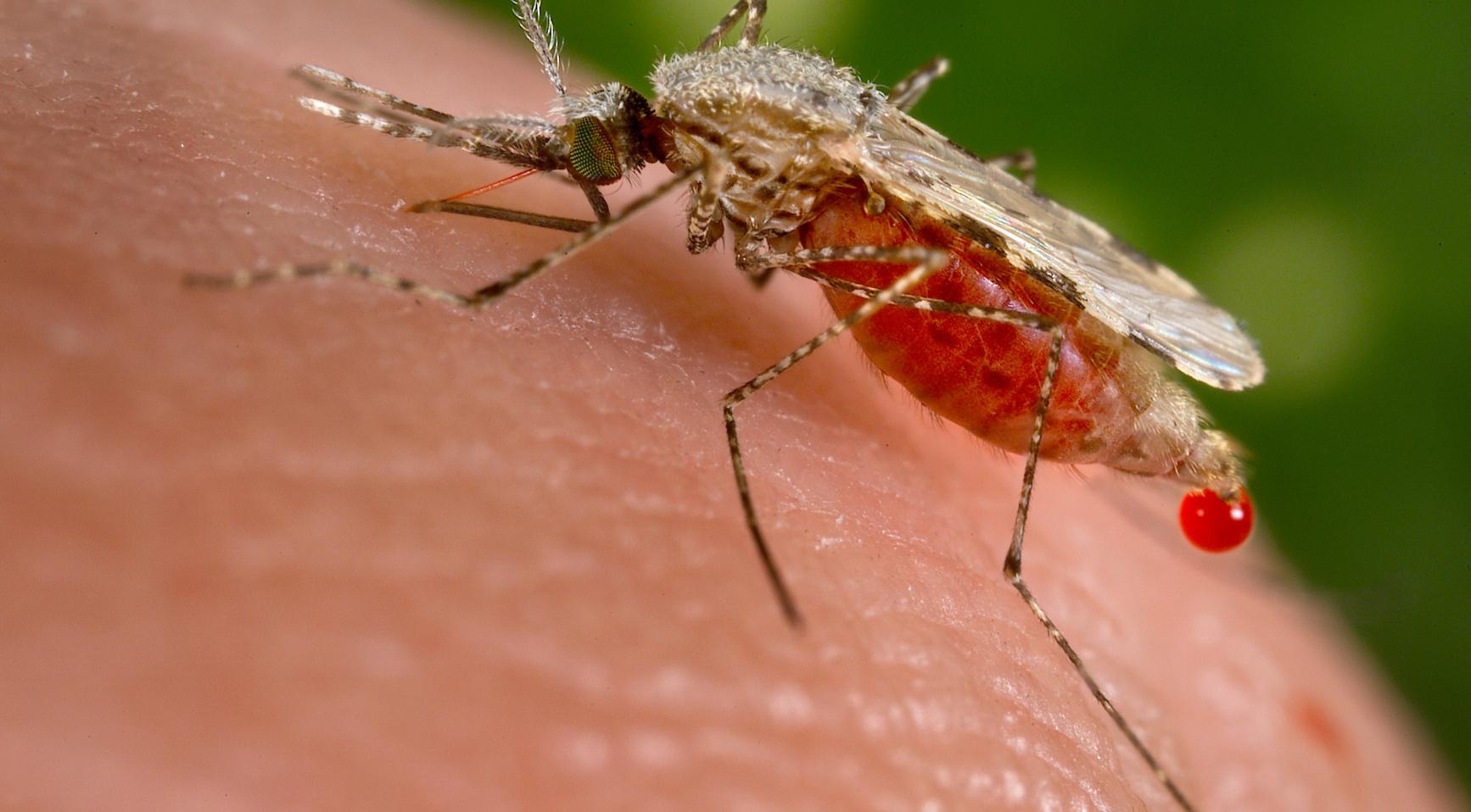 Hittegolf in Noord-Holland leidt tot toename van insectenplagen
