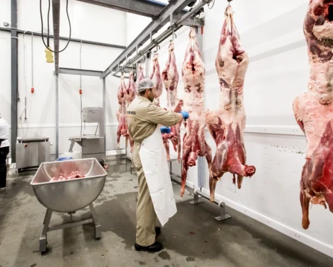 Kabinet overweegt verbod op uitzendkrachten in vleessector, besluit morgen verwacht