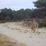 Nederlandse overheid versoepelt regels voor het doden van wolven zonder parlementaire goedkeuring