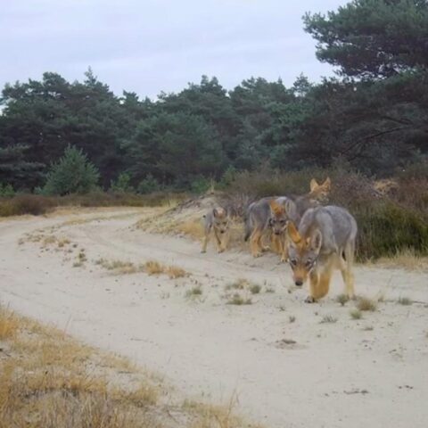 Nederlandse overheid versoepelt regels voor het doden van wolven zonder parlementaire goedkeuring