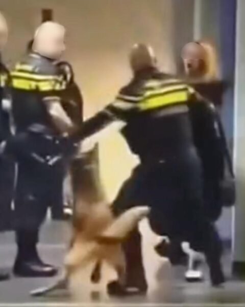 Politie verdedigt gebruik van geweld bij arrestatie van zwangere vrouw in Zeist