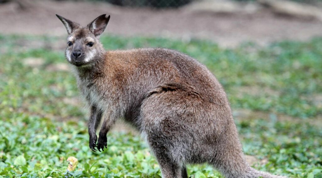 Politie zoekt eigenaar van ontsnapte wallaby in Middenmeer