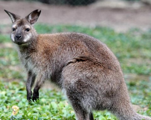 Politie zoekt eigenaar van ontsnapte wallaby in Middenmeer