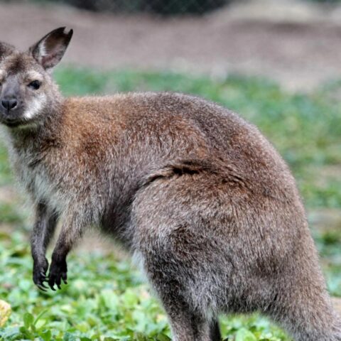 Politie zoekt eigenaar van ontsnapte wallaby in Middenmeer