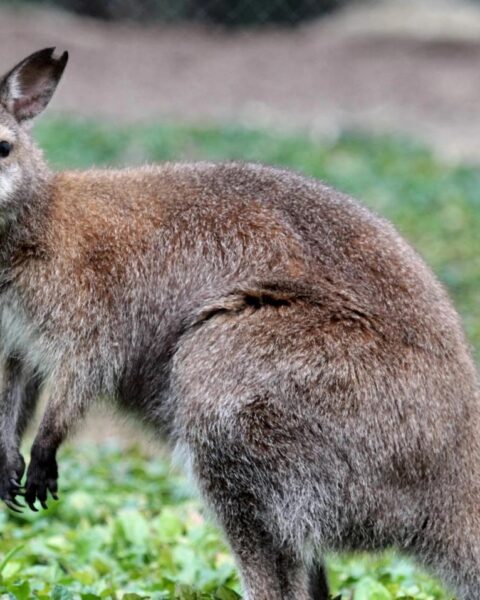 Politie zoekt eigenaar van ontsnapte wallaby in Middenmeer
