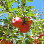 Prijzen van appels stijgen verwacht terwijl Nederlandse telers slechte oogst voorspellen; peren floreren