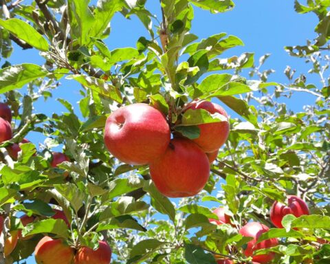 Prijzen van appels stijgen verwacht terwijl Nederlandse telers slechte oogst voorspellen; peren floreren