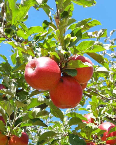 Prijzen van appels stijgen verwacht terwijl Nederlandse telers slechte oogst voorspellen; peren floreren