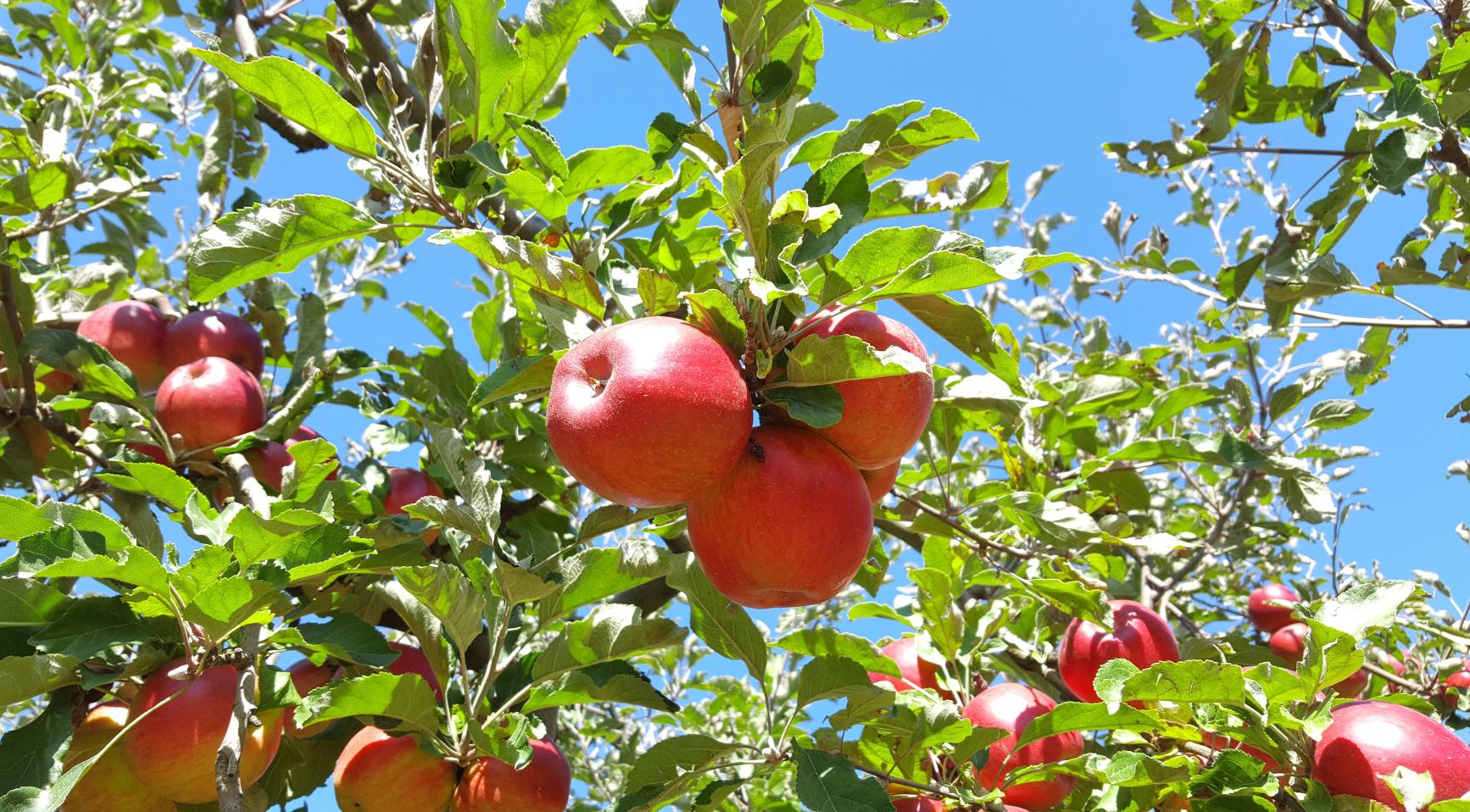 Prijzen van appels stijgen verwacht terwijl Nederlandse telers slechte oogst voorspellen; peren floreren