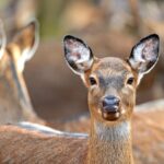 Rechters stoppen afschot van damherten in Zeeland na rechtszaak van dierenrechtenorganisaties
