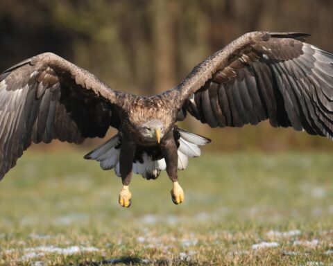 Record van 88 eieren gelegd op Nederlandse webcams voor vogel-innesteling