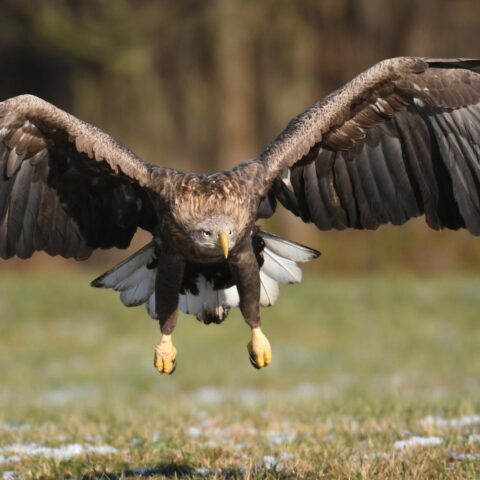 Record van 88 eieren gelegd op Nederlandse webcams voor vogel-innesteling